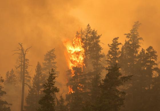 Wildfire in forest
